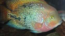 Vieja synspilum female
