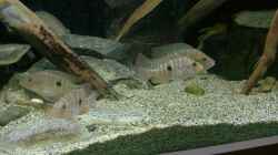 Amphilophus robertsoni group