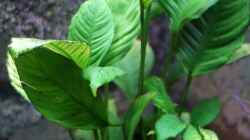 Anubias heterophylla - August 2008