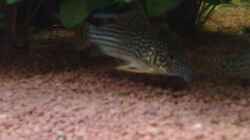  Rotflossen-Panzerwels (Corydoras Sterbai