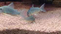  Rotflossen-Panzerwels (Corydoras Sterbai