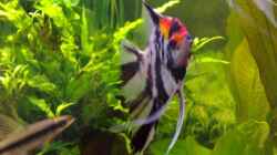 Besatz im Aquarium Becken 6521