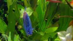 Echinodorus Red Rubin E 166       