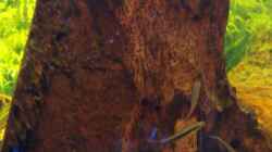 Dekoration im Aquarium Becken 6521