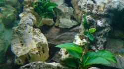 Pflanzen im Aquarium Becken 6558