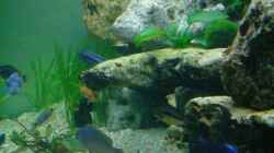 Dekoration im Aquarium Becken 6558