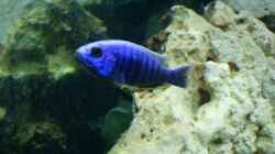 Besatz im Aquarium Becken 6558