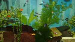 Aquarium Becken 6573