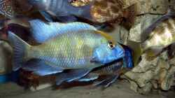 Venustus