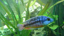 Protomelas Taeniolatus M