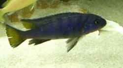 Pseudotropheus elongatus yellow tail