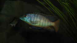 Mylochromis sp. Mchuse WFNZ