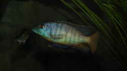 Mylochromis sp. Mchuse WFNZ