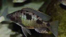 Stigmatochromis sp. Tolae WFNZ Männchen 06.12.2013