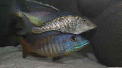 Mylochromis sp. Mchuse WFNZ