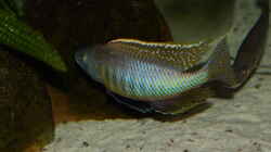 Mylochromis gracilis WFNZ 29.05.2013