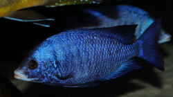 Placidochromis phenochilus Mdoka WFNZ Männchen 06.12.2013