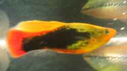 Einer der neuen Platies