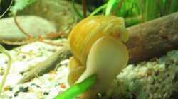 Die gelbe Apfelschnecke