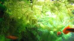 Ceratophyllum demersum - Hornblatt