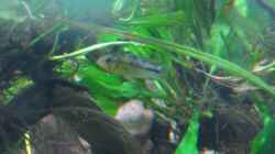 Apistogramma borelli - Pseudoweibchen?! (gelbe Variante)