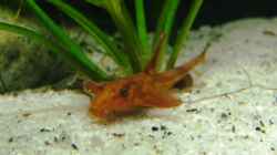 Roter Hexenwels (Leliella sp.)