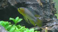 Apistogramma borelli - Bock (gelbe Variante)