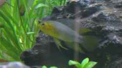 Apistogramma borelli - Bock (gelbe Variante)