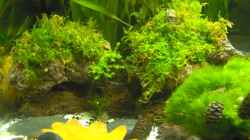 Dekoration im Aquarium Becken 6855