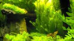 Dekoration im Aquarium Becken 6855