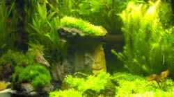 Dekoration im Aquarium Becken 6855