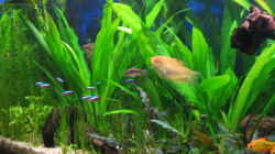 Aquarium Becken 6867