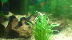 Dekoration im Aquarium Becken 6951