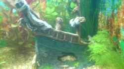 Dekoration im Aquarium Becken 6951