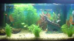 Aquarium Becken 6951