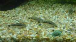 Besatz im Aquarium Becken 6951