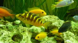 Besatz im Aquarium Malawi - Gesellschaftsbecken