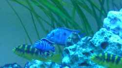 Besatz im Aquarium Malawi - Gesellschaftsbecken