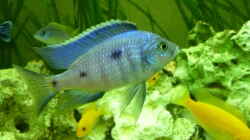 Besatz im Aquarium Malawi - Gesellschaftsbecken