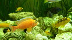 Besatz im Aquarium Malawi - Gesellschaftsbecken