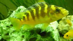 Besatz im Aquarium Malawi - Gesellschaftsbecken