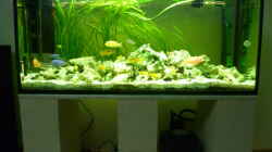 Aquarium Malawi - Gesellschaftsbecken