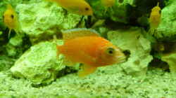 Besatz im Aquarium Malawi - Gesellschaftsbecken