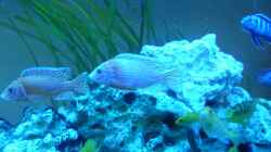 Besatz im Aquarium Malawi - Gesellschaftsbecken