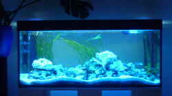 Aquarium Malawi - Gesellschaftsbecken
