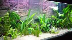 Aquarium Becken 6988