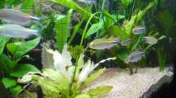 Besatz im Aquarium Becken 6988