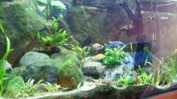 Aquarium Becken 7165