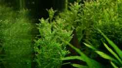 Rotala spec. green