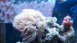 Bartkorall+Pocillopora Juli 2013